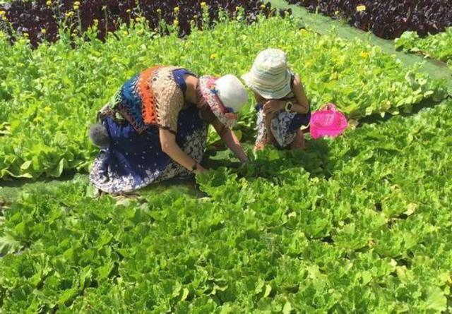 最惊悚的农场，种植的居然是尸体
