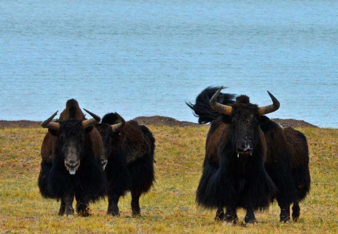 中国最危险的地方，30万平方公里无人居住，顶级探险家都不敢去