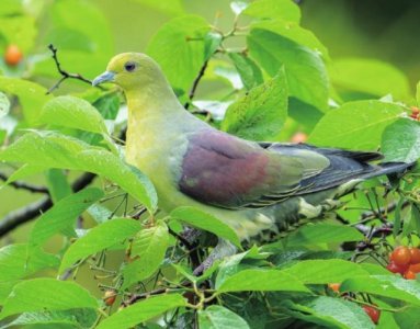 ​苏州上空的“飞鸟集”