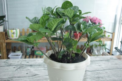 ​栀子花盆景制作方法