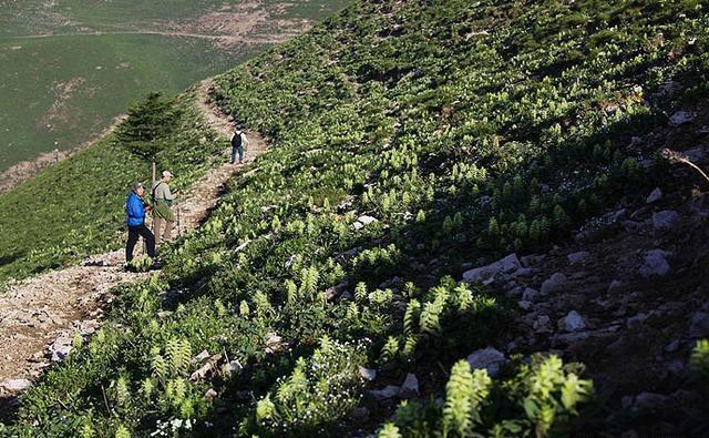 这里是河北省海拔最高的山村，盛夏，人们都来这里避暑