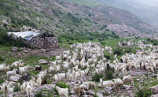 这里是河北省海拔最高的山村，盛夏，人们都来这里避暑