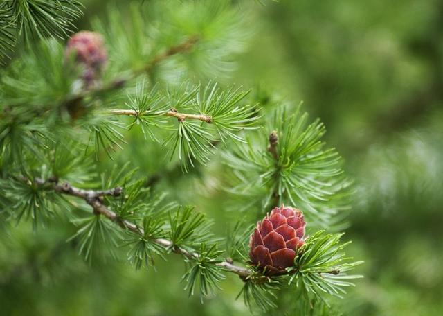 这里是河北省海拔最高的山村，盛夏，人们都来这里避暑