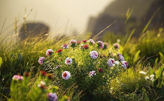 这里是河北省海拔最高的山村，盛夏，人们都来这里避暑