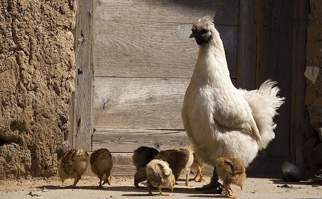 这里是河北省海拔最高的山村，盛夏，人们都来这里避暑