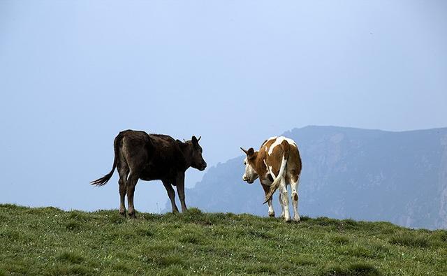 这里是河北省海拔最高的山村，盛夏，人们都来这里避暑
