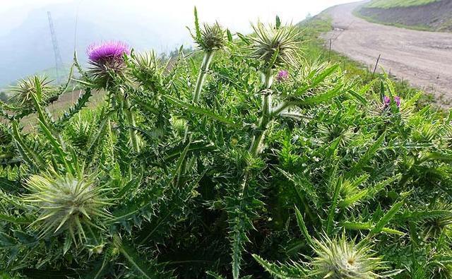 这里是河北省海拔最高的山村，盛夏，人们都来这里避暑