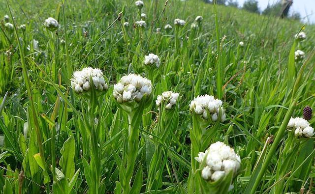 这里是河北省海拔最高的山村，盛夏，人们都来这里避暑
