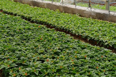 ​鸡冠花怎么浇水