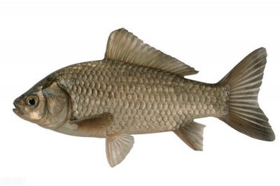 ​鲫鱼最大能长到多少斤？