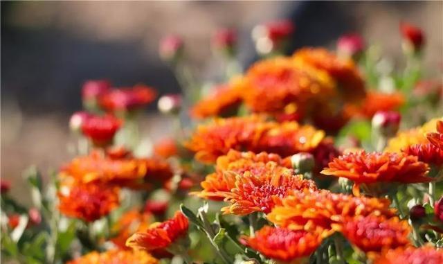 这个九月, 昌平两处花海进入最美时期, 千万不要错过!