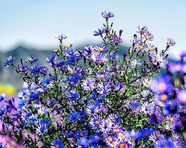 这个九月, 昌平两处花海进入最美时期, 千万不要错过!