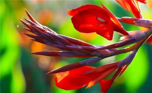 这个九月, 昌平两处花海进入最美时期, 千万不要错过!