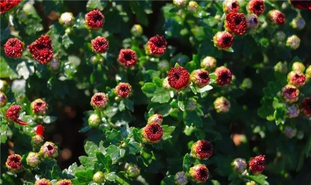 这个九月, 昌平两处花海进入最美时期, 千万不要错过!