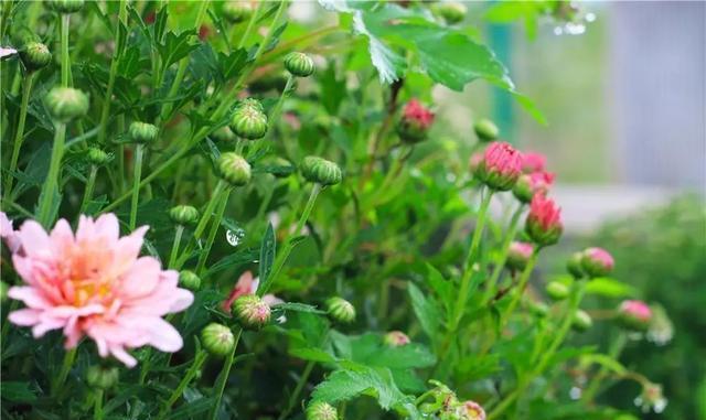 这个九月, 昌平两处花海进入最美时期, 千万不要错过!