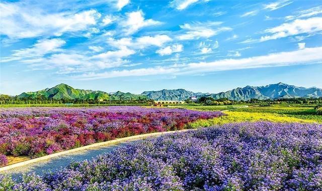 这个九月, 昌平两处花海进入最美时期, 千万不要错过!