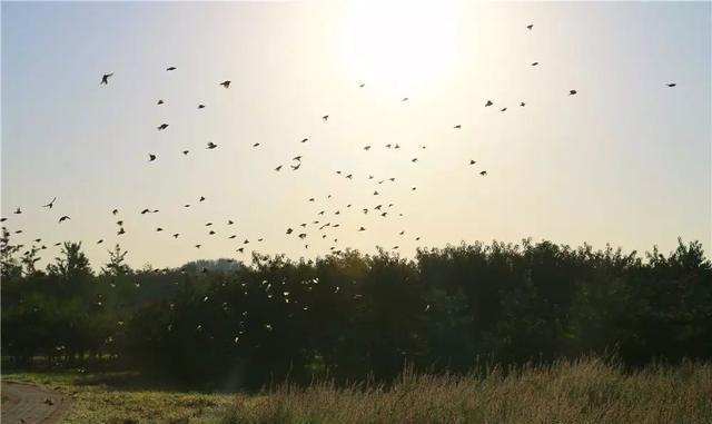 这个九月, 昌平两处花海进入最美时期, 千万不要错过!