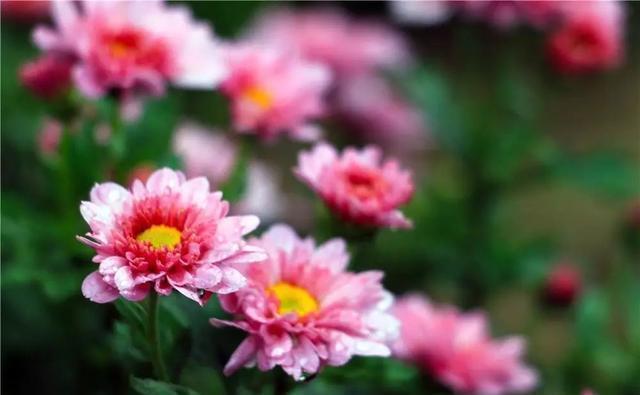 这个九月, 昌平两处花海进入最美时期, 千万不要错过!