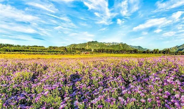 这个九月, 昌平两处花海进入最美时期, 千万不要错过!