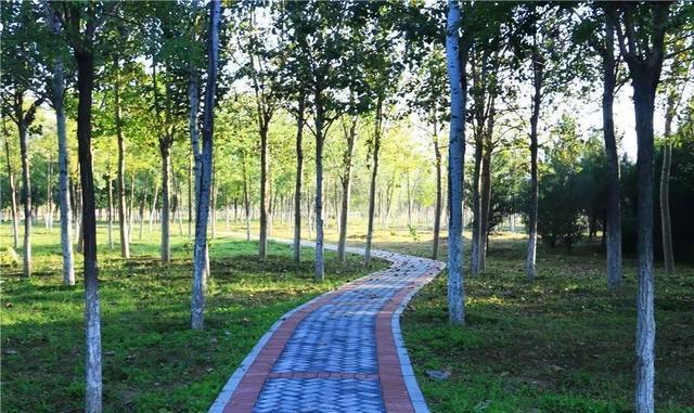 这个九月, 昌平两处花海进入最美时期, 千万不要错过!