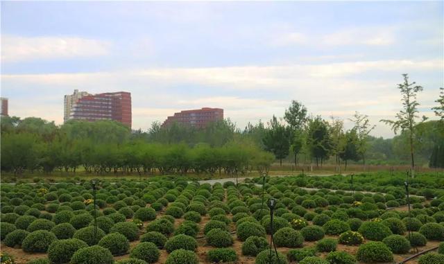 这个九月, 昌平两处花海进入最美时期, 千万不要错过!