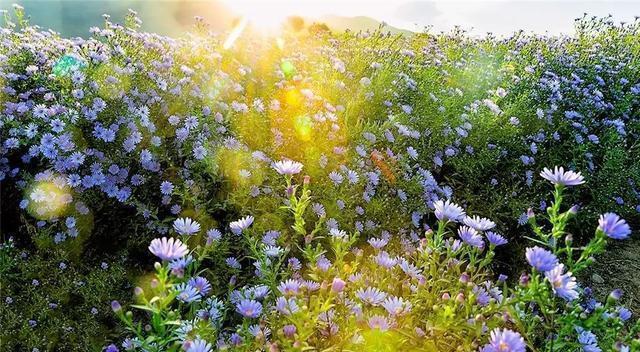 这个九月, 昌平两处花海进入最美时期, 千万不要错过!