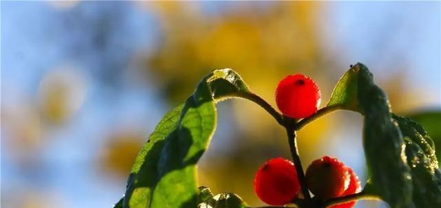 这个九月, 昌平两处花海进入最美时期, 千万不要错过!