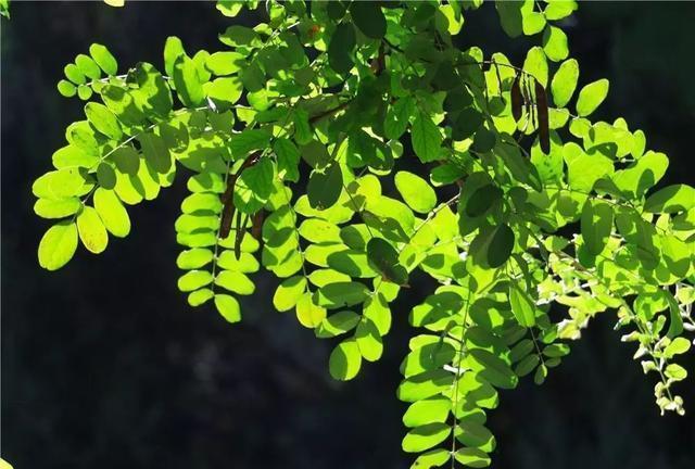 这个九月, 昌平两处花海进入最美时期, 千万不要错过!