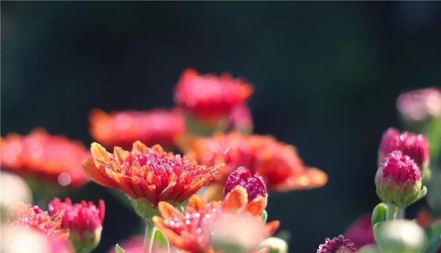 这个九月, 昌平两处花海进入最美时期, 千万不要错过!