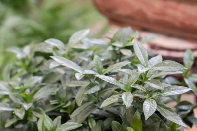 ​栀子3个月变老桩，根壮叶绿花满枝，给多少钱都不卖！