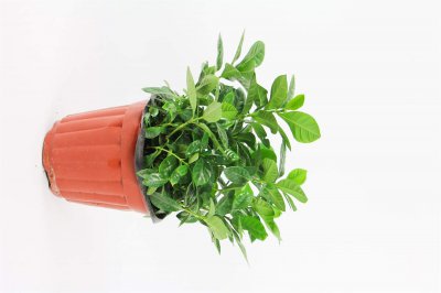 ​刚买的栀子花怎么养殖