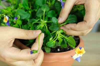 ​角堇的养殖方法及注意事项