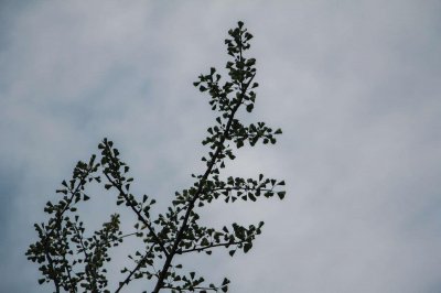 ​西安银杏树在哪里看，观赏时间是几月份