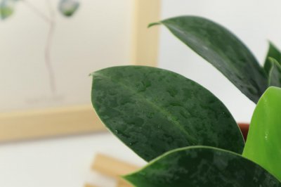 ​金钻怎么浇水