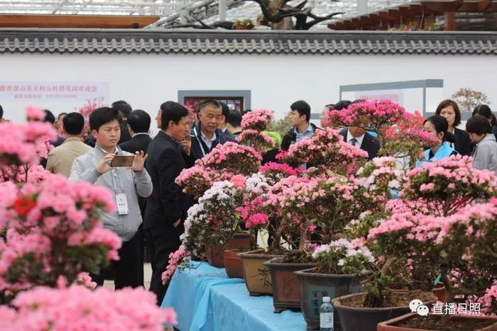 等你打卡!世界各地的杜鹃都来日照了!分分钟刷爆朋友圈!