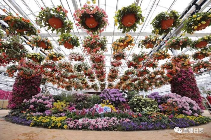 等你打卡!世界各地的杜鹃都来日照了!分分钟刷爆朋友圈!