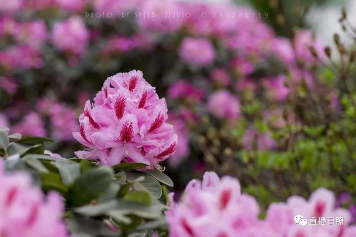 等你打卡!世界各地的杜鹃都来日照了!分分钟刷爆朋友圈!