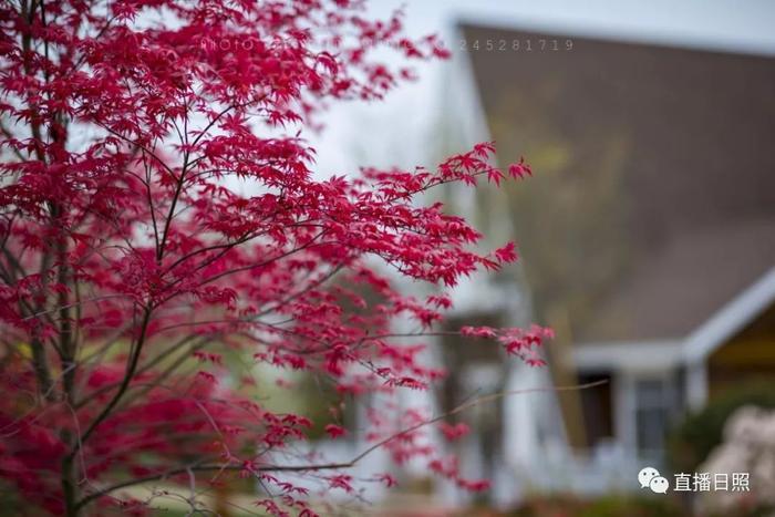 等你打卡!世界各地的杜鹃都来日照了!分分钟刷爆朋友圈!