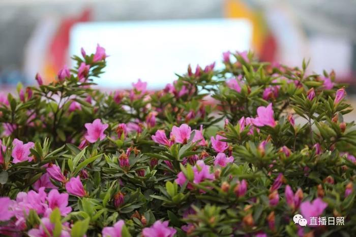 等你打卡!世界各地的杜鹃都来日照了!分分钟刷爆朋友圈!