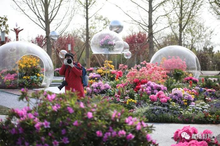 等你打卡!世界各地的杜鹃都来日照了!分分钟刷爆朋友圈!