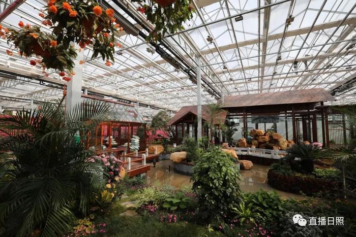 等你打卡!世界各地的杜鹃都来日照了!分分钟刷爆朋友圈!