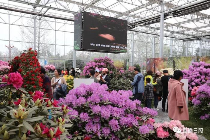 等你打卡!世界各地的杜鹃都来日照了!分分钟刷爆朋友圈!