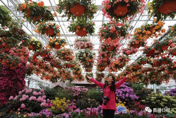 等你打卡!世界各地的杜鹃都来日照了!分分钟刷爆朋友圈!