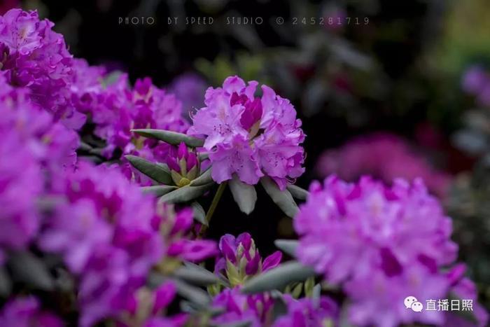 等你打卡!世界各地的杜鹃都来日照了!分分钟刷爆朋友圈!