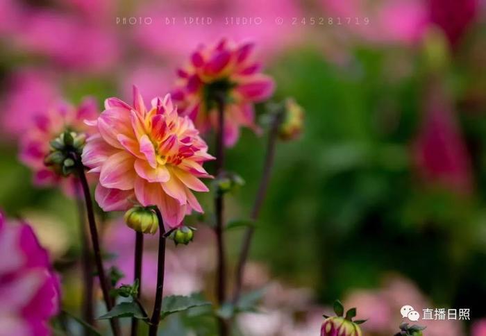 等你打卡!世界各地的杜鹃都来日照了!分分钟刷爆朋友圈!