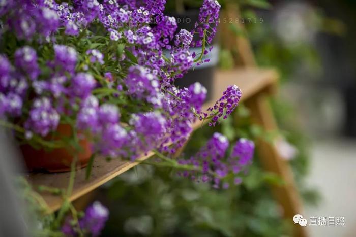 等你打卡!世界各地的杜鹃都来日照了!分分钟刷爆朋友圈!