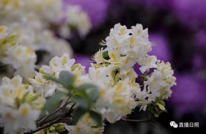 等你打卡!世界各地的杜鹃都来日照了!分分钟刷爆朋友圈!