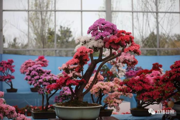 等你打卡!世界各地的杜鹃都来日照了!分分钟刷爆朋友圈!