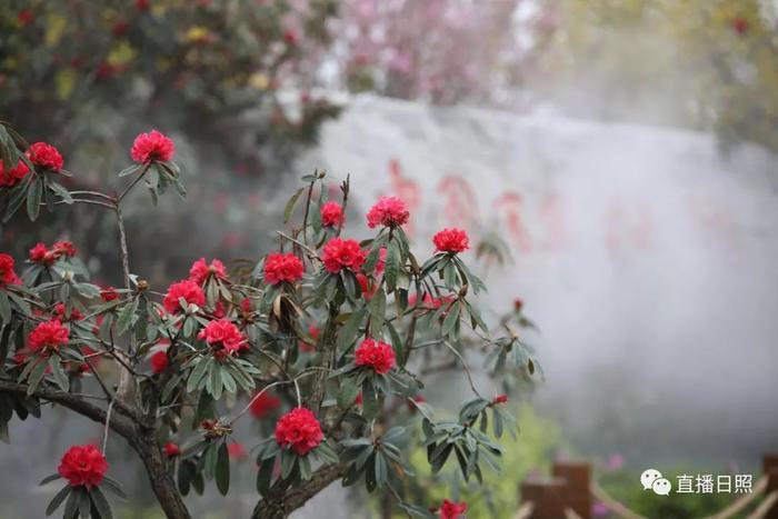 等你打卡!世界各地的杜鹃都来日照了!分分钟刷爆朋友圈!
