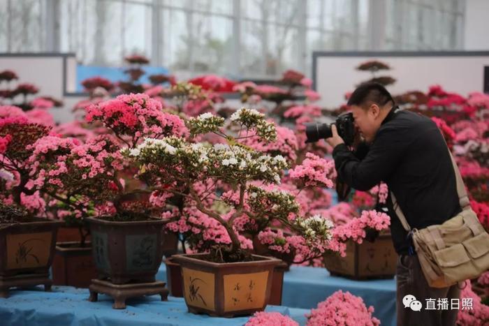 等你打卡!世界各地的杜鹃都来日照了!分分钟刷爆朋友圈!